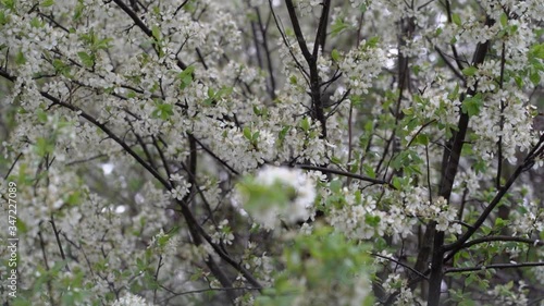 Wallpaper Mural Spring heavy rain, raindrops pour in a continuous stream down the branches and leaves of flowering trees Torontodigital.ca