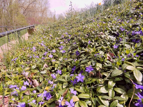 Groundcover called myrtle with purple flowers in a park.