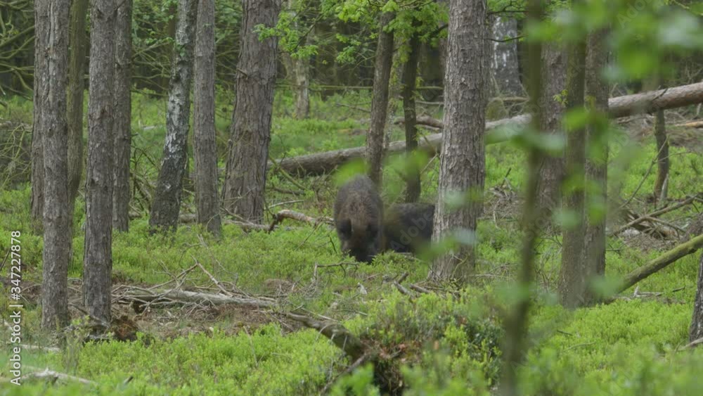 Two wild boars foraging deep within green woodland looking for food Two wild boars foraging deep within green woodland looking for food