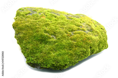Moss green on the rock on white background.