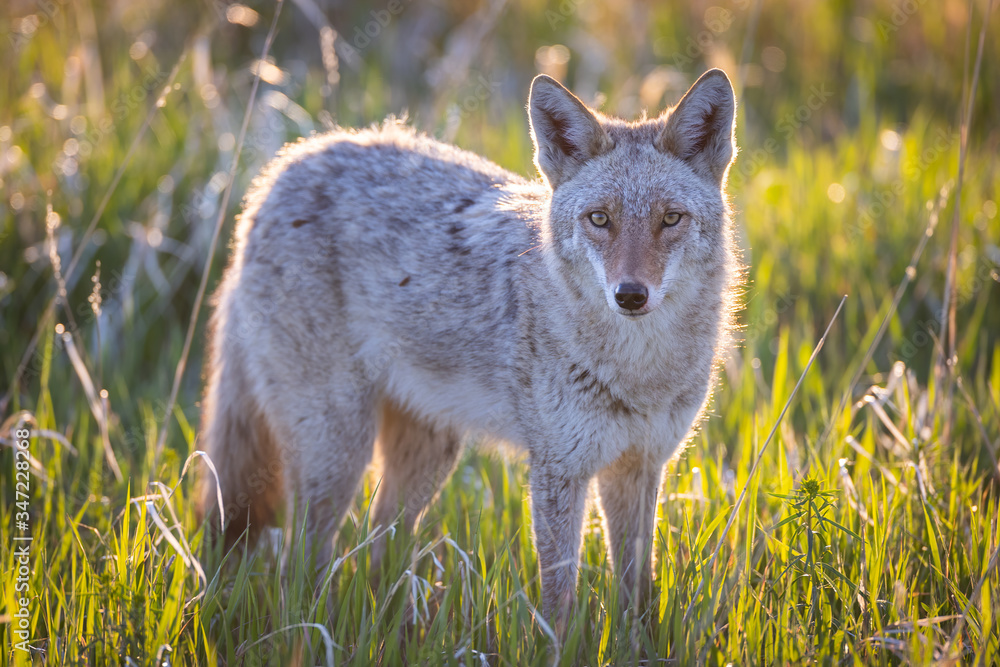 Obraz premium Coyote Glare