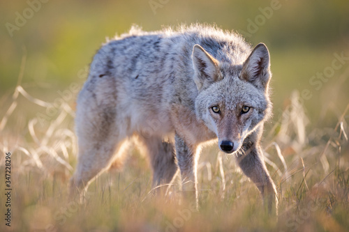 Fotomurale Stalking Coyote