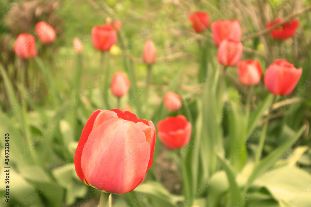 Fototapeta premium Selective focus. Close up of many delicate vivid red tulips in full bloom in a sunny spring garden, beautiful outdoor floral background.