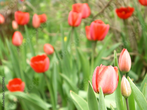 Selective focus. Close up of many delicate vivid red tulips in full bloom in a sunny spring garden  beautiful outdoor floral background.