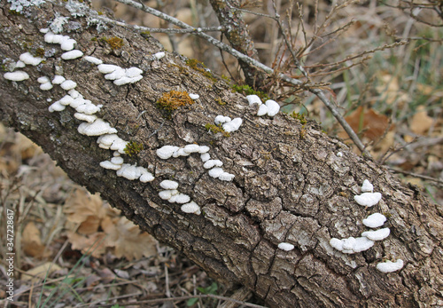 Schizophyllum commune is a species of fungus, resembles undulating waves of tightly packed corals. It is the only known fungi capable of retracting by movement. This mushroom is found the world. photo