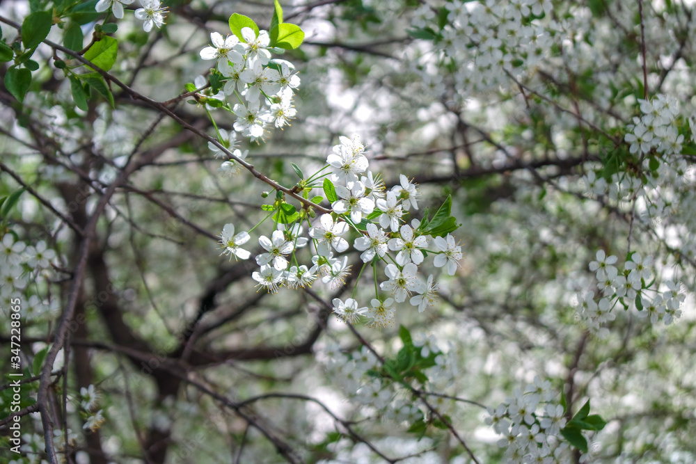 blooming cherry tree blooming cherry tree