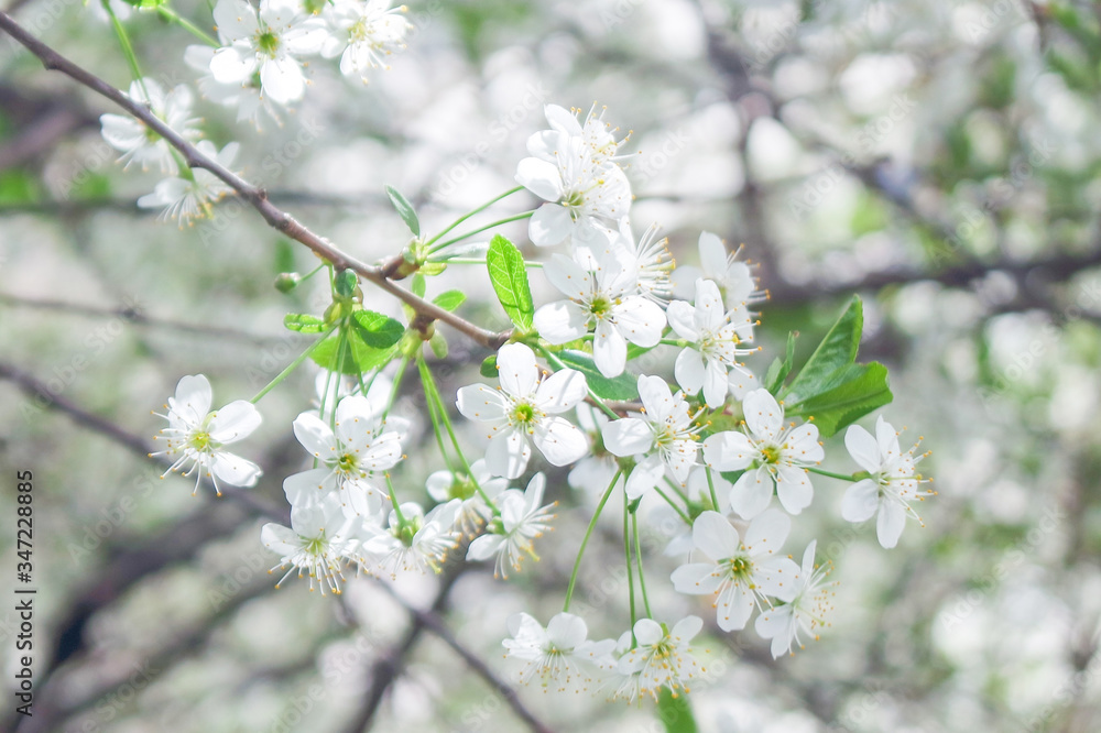 cherry tree blossom background cherry tree blossom background