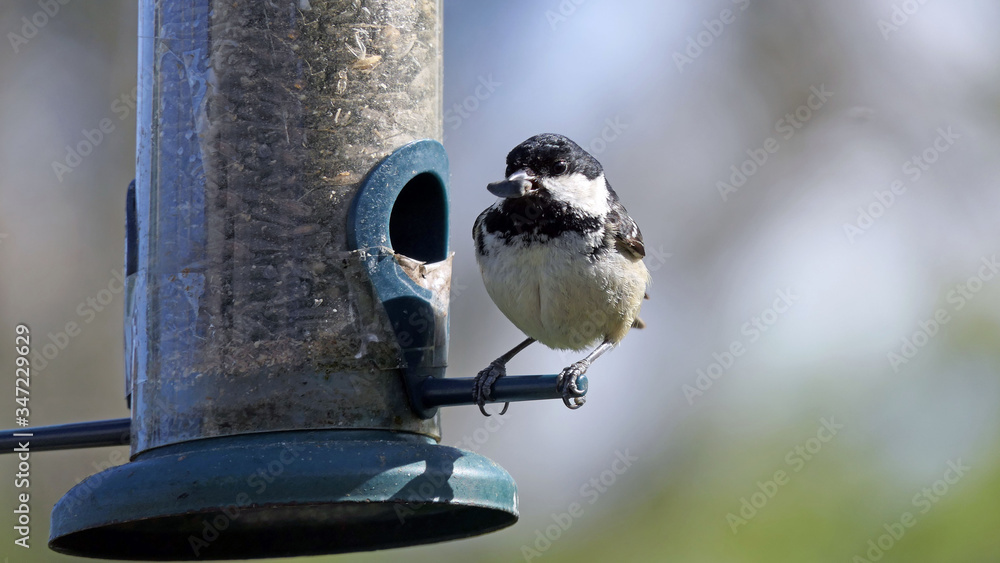 Naklejka premium Coal Tit feeding from a Tube Feeder on bird table