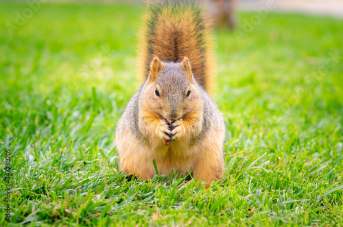 木の実を食べるリス