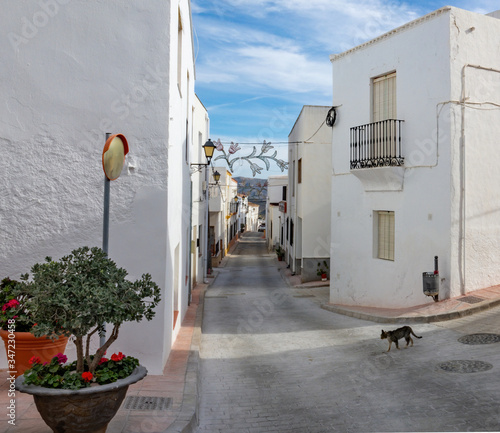 A cat walking on the streets of a white town called Lucainena de las Torres in Spain. Some flowers and balconies. photo