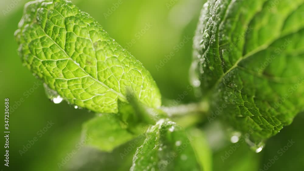 Green leaves of young mint sprinkled with water - close-up. Green leaves of young mint sprinkled with water - close-up.