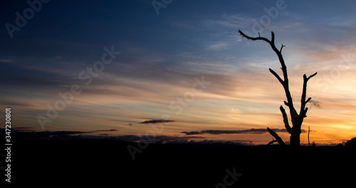beautiful sunset with the orange sky and an old lonely and dead tree in the middle of the mountain in the foreground. Sunset in Galicia
