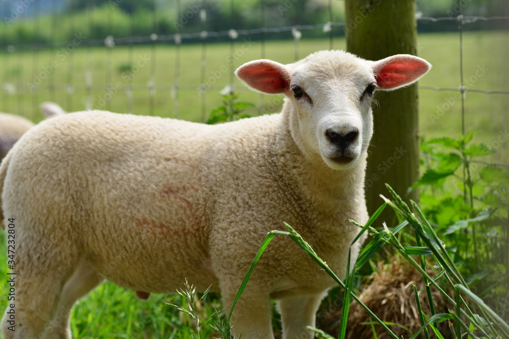 Spring Lamb, U.K.Animal looking at the lens. Spring Lamb, U.K.Animal looking at the lens.