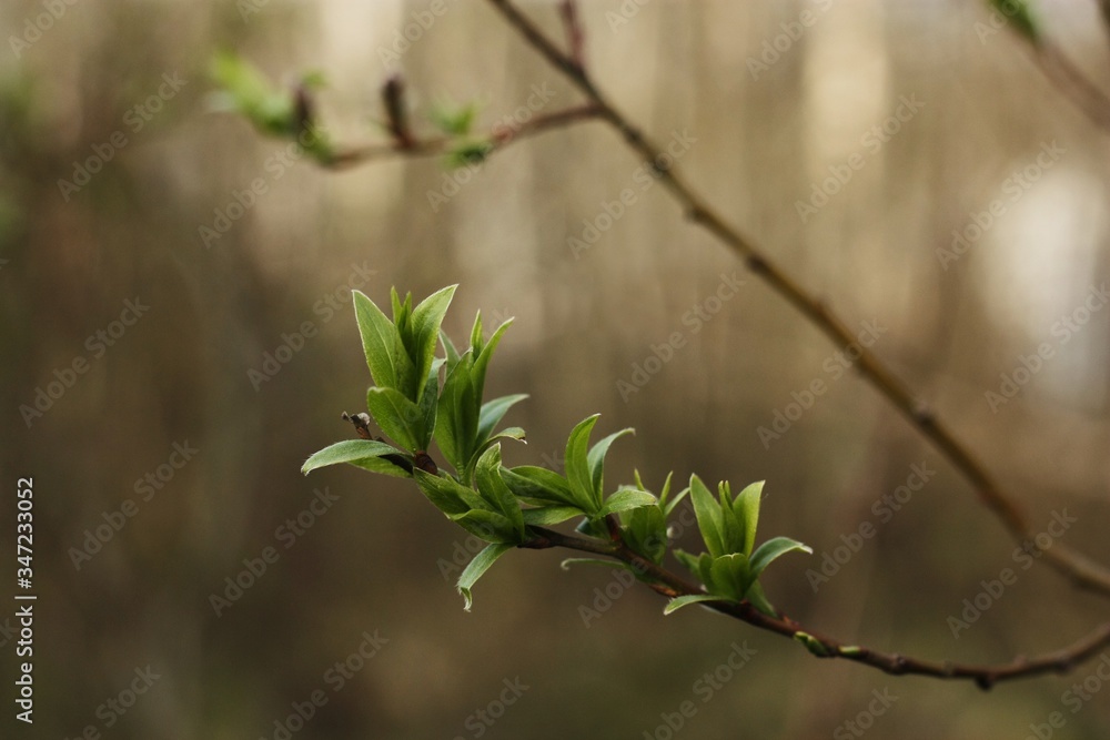 Tree with the first green leaves in the forest Tree with the first green leaves in the forest