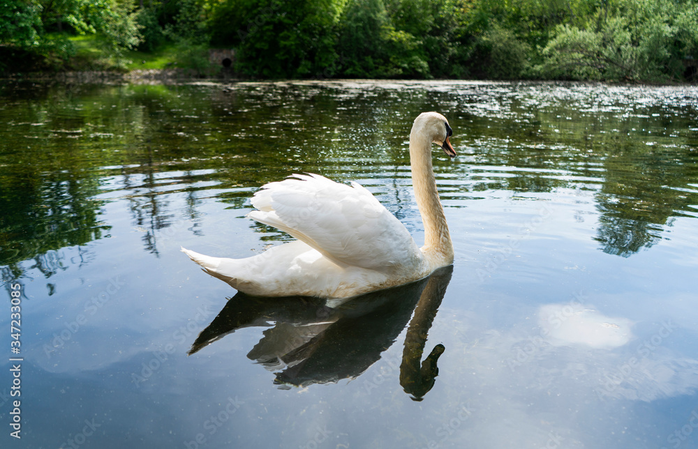 Fototapeta premium beautiful swan on the lake