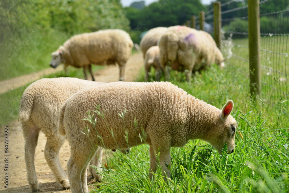 Spring lambs, U.K. Family group of livestock. Spring lambs, U.K. Family group of livestock.