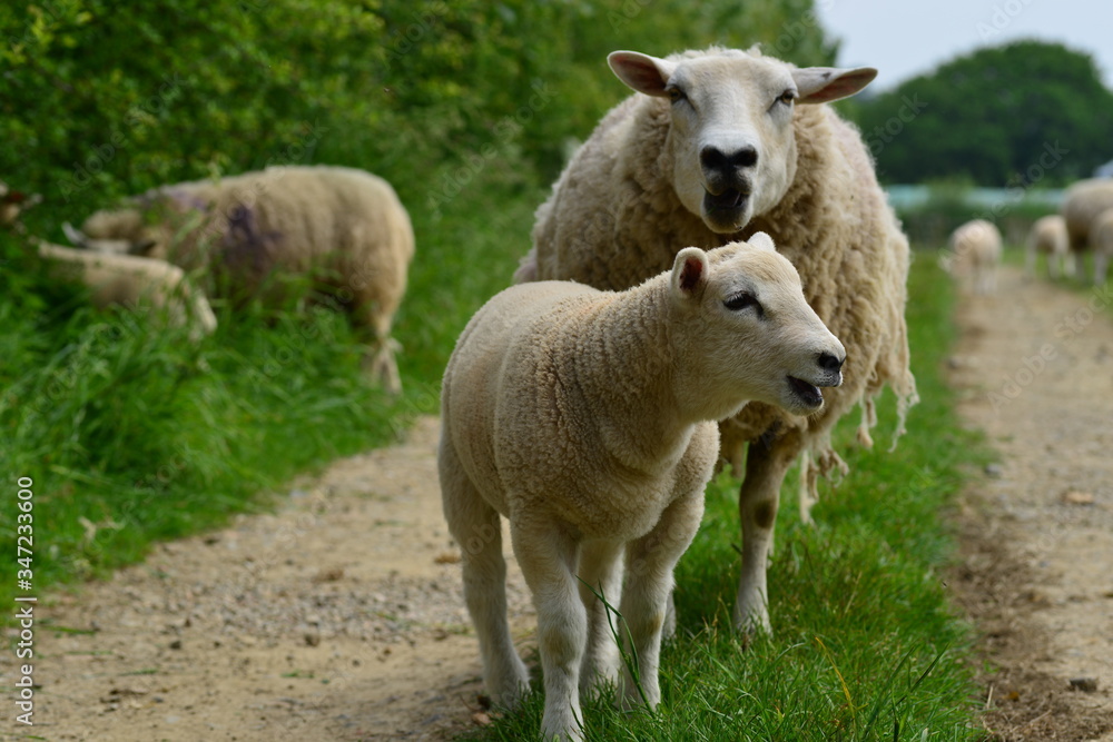 Sheep family, U.K. Lamb and mother livestock in Spring. Sheep family, U.K. Lamb and mother livestock in Spring.