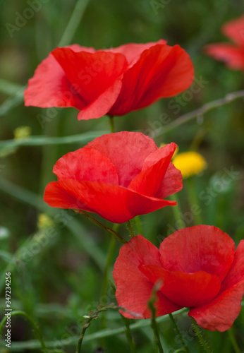 Algunas flores amapolas rojas en primavera