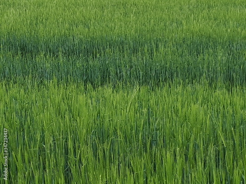 Field Weizen 