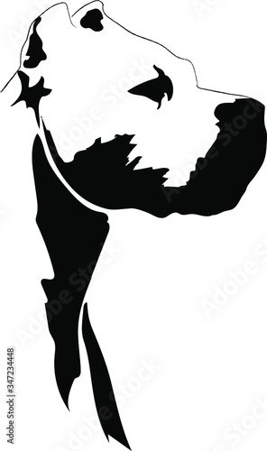 Dogo Argentino portrait vector illustration 