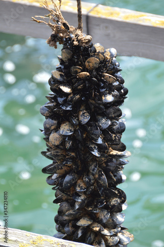 Mussels out of the sea