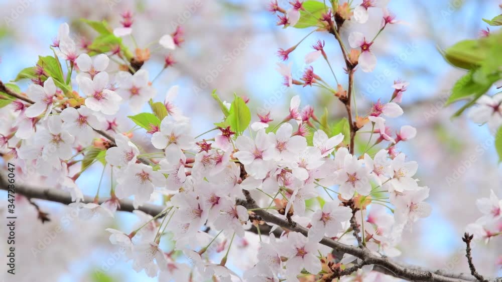 河川敷で揺れる桜の花と花吹雪 / 北海道札幌市 河川敷で揺れる桜の花と花吹雪 / 北海道札幌市