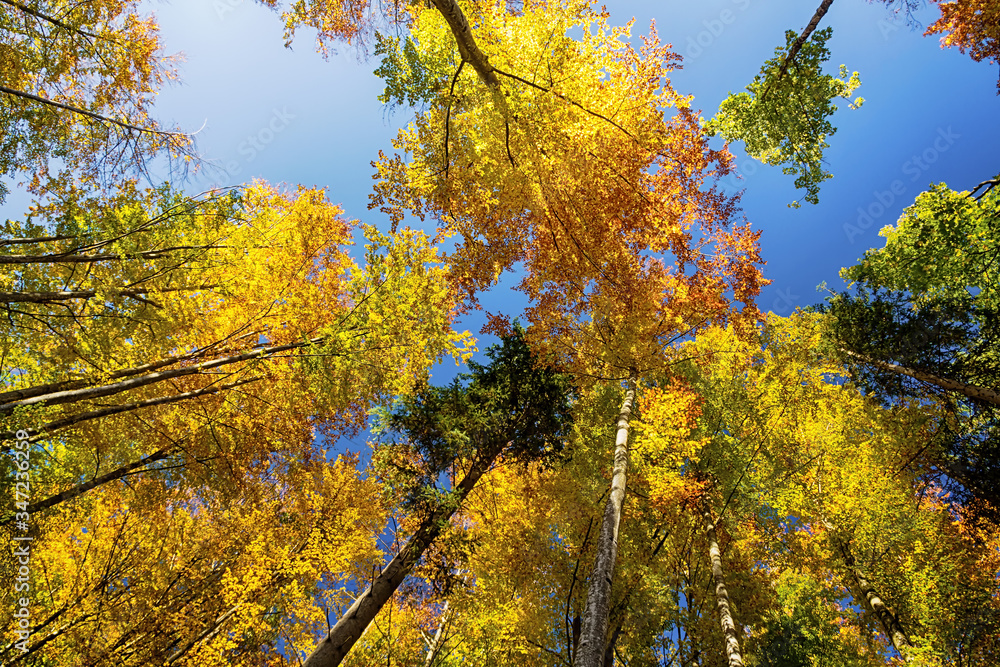Naklejka premium Low angle view of colorful treetops on blue sky backgrounds in autumn.