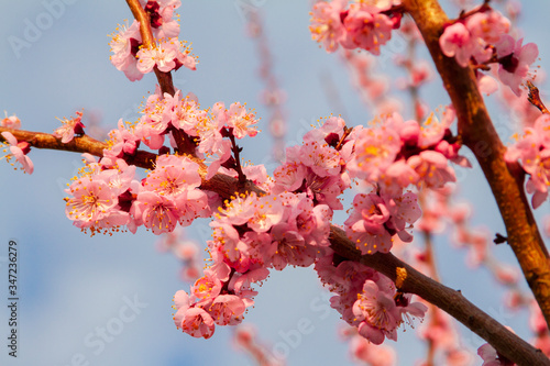 Apricot blossom cherry Peach Blossom flowering pink flowers close up background