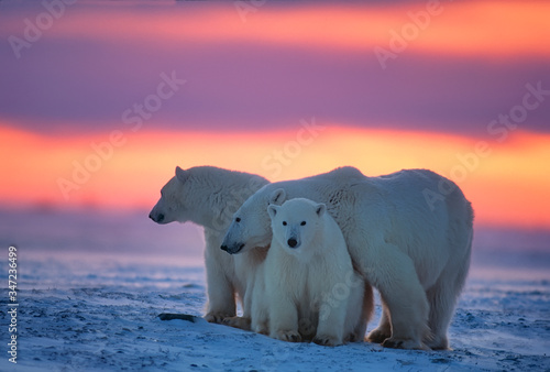 Fotografie Polar bears in Canadian Arctic