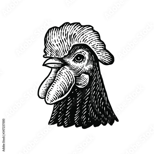Domestic chicken head Vector illustration
