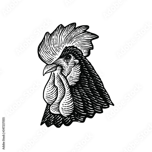 Domestic chicken head Vector illustration photo