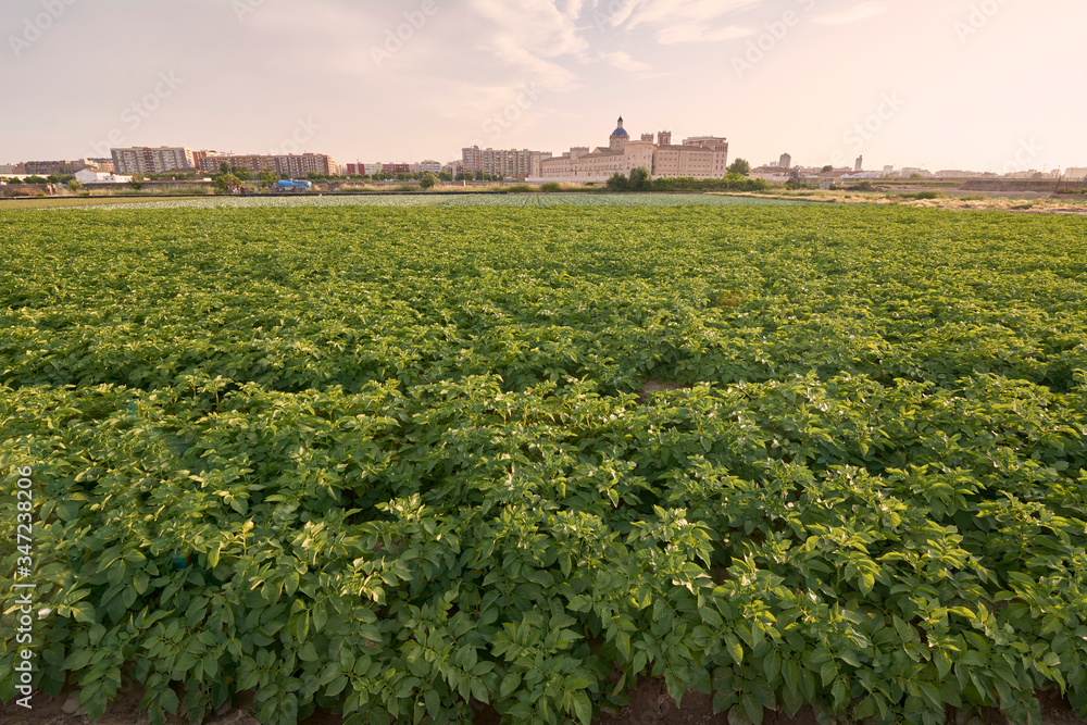 Potato plant field before harvesting