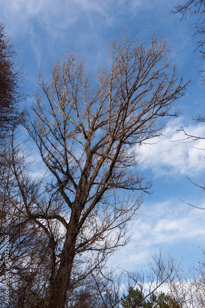 Deciduous tree on blue sky background, Armenia Deciduous tree on blue sky background, Armenia