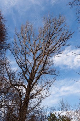 Deciduous tree on blue sky background, Armenia