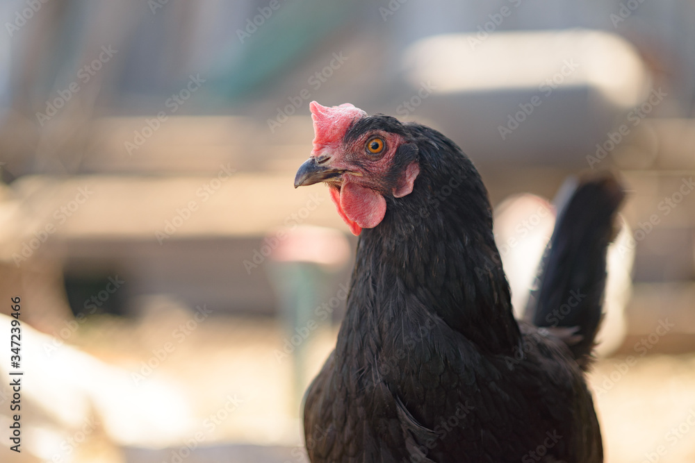 A black hen looks at the camera. Close up, copy space, selective focus.