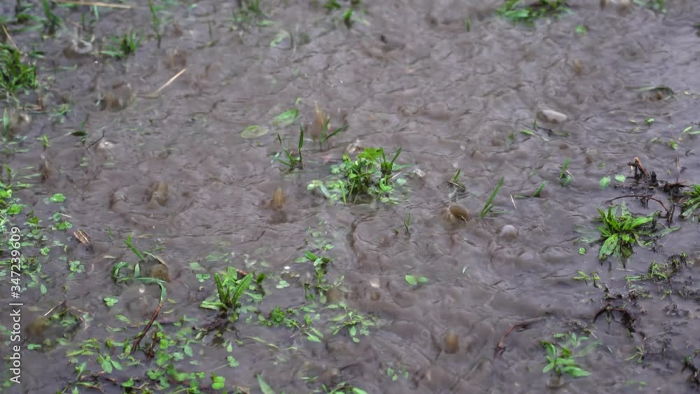 Spring heavy rain, raindrops bubbling fall to the ground covered with grass forming puddles Spring heavy rain, raindrops bubbling fall to the ground covered with grass forming puddles