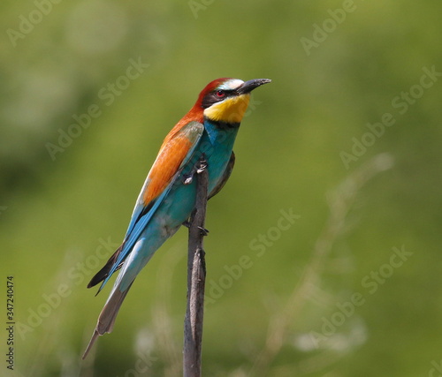 European bee-eater, Merops apiaster