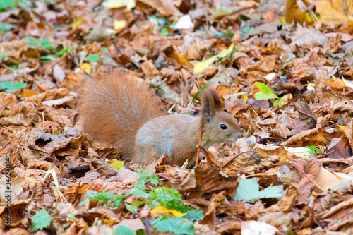 Red squirrel in the autumn park