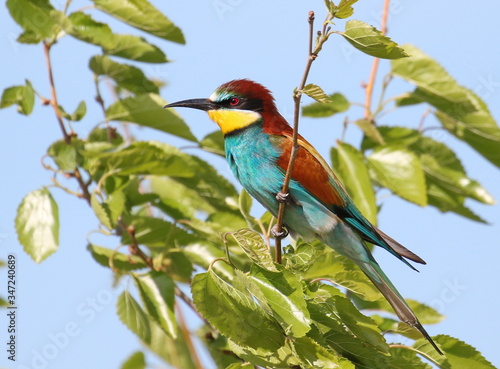 European bee-eater  Merops apiaster