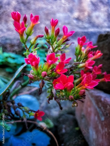 flowers in the garden
