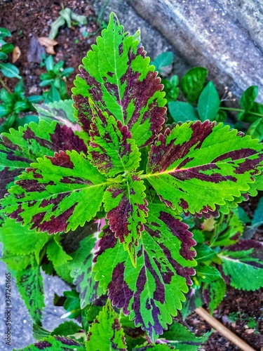 green leaves background