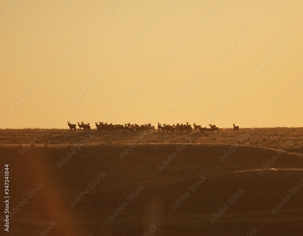 Herd of elk on the horizon