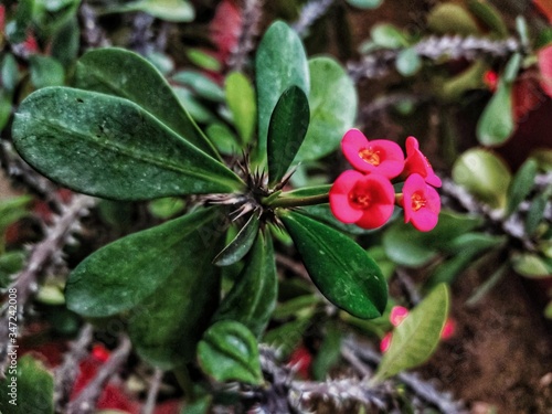 red and green