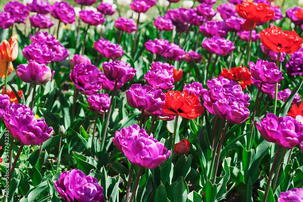 field of tulips