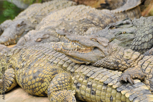 Nile crocodile (Crocodylus niloticus), dangerous crocodiles