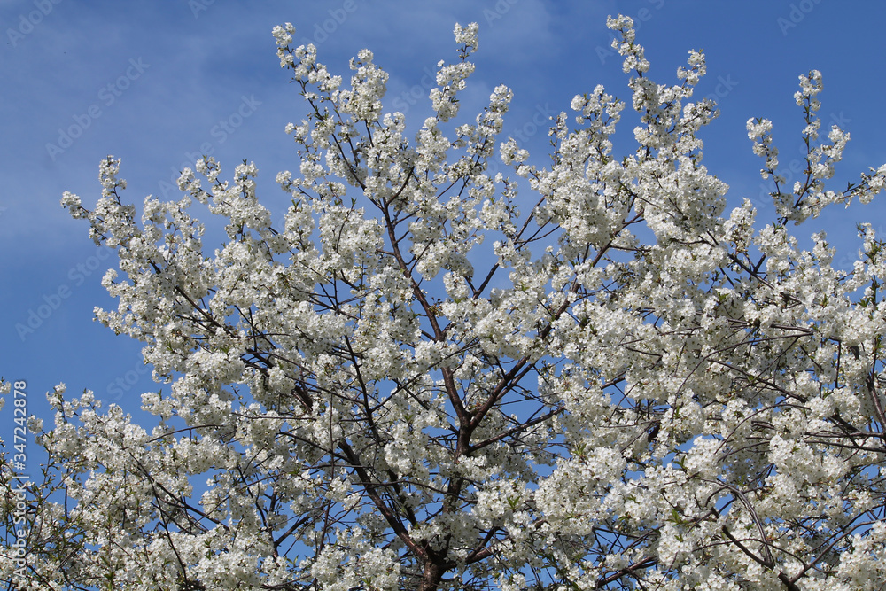Blooming white cherry tree in spring garden against blue sky