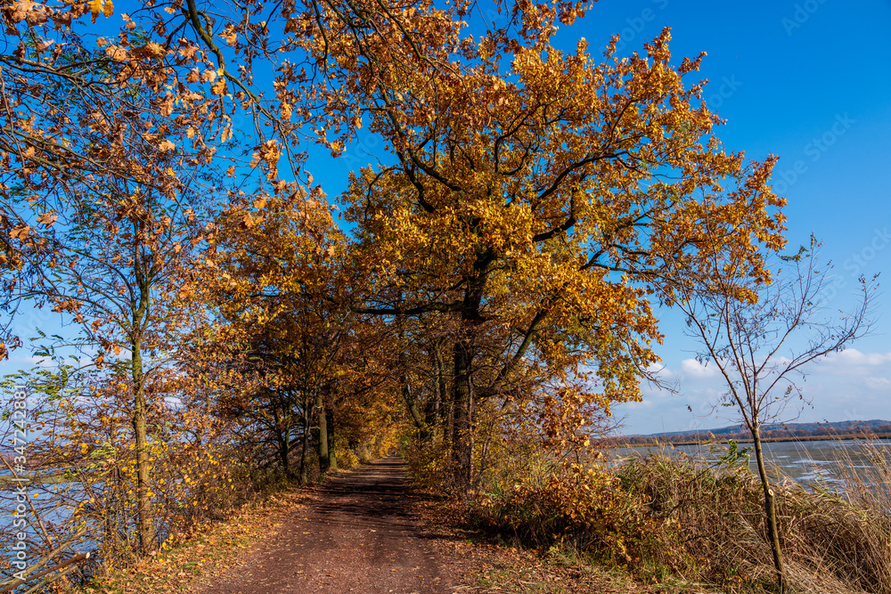 Fototapeta premium Forest path in nature reserve