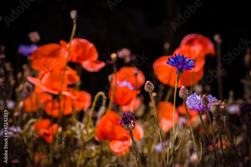 summer meadow with red poppies