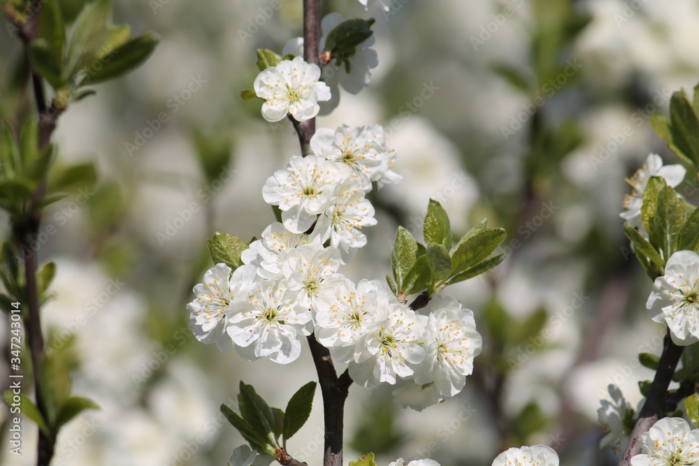 Branch with white flowers of plum tree Branch with white flowers of plum tree