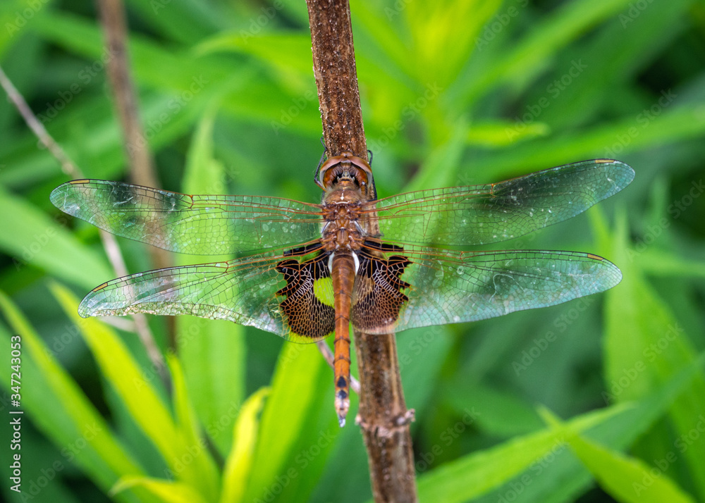 Red Saddlebags along the Shadow Creek Ranch Nature Trail in Pearland, Texas! Red Saddlebags along the Shadow Creek Ranch Nature Trail in Pearland, Texas!